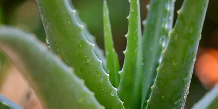 How to grow, harvest, preserve, and use aloe vera
